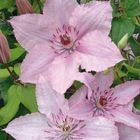 Clematis 'Hagley Hybrid' (LL)