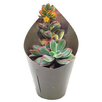 Echeveria pulvinata
