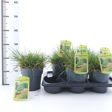 Deschampsia cespitosa 'Tardiflora'