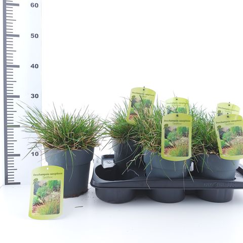 Deschampsia cespitosa 'Tardiflora'