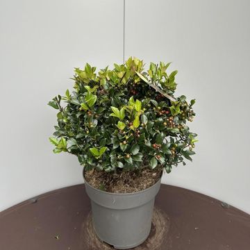 Ilex x meserveae 'Blue Maid'
