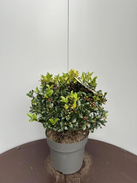 Ilex x meserveae 'Blue Maid'