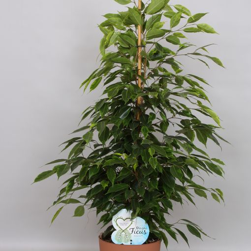 Ficus benjamina 'Anastasia' (Peeters Potplanten)