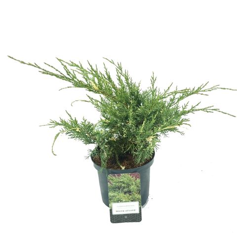 Juniperus x pfitzeriana 'White Splash'