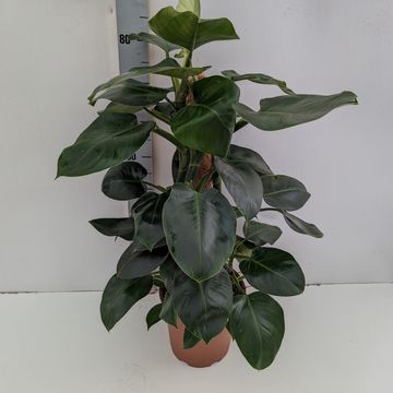 Filodendron 'White Wizard'