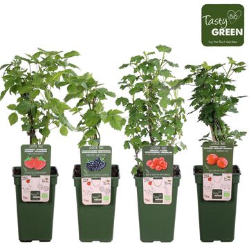 Plantas frutales MIX