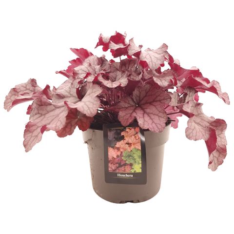 Heuchera 'Carnival Peach Parfait'