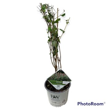 Buddleja 'Miss Ruby'