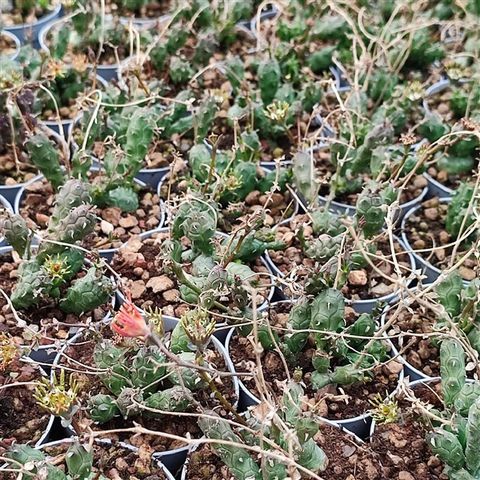 Euphorbia globosa