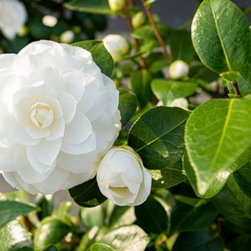 Camellia japonica 'Nuccio's Gem'