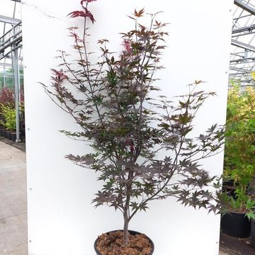 Acer palmatum 'Red Emperor'