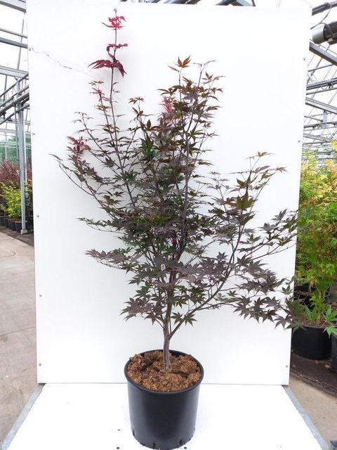 Acer palmatum 'Red Emperor'
