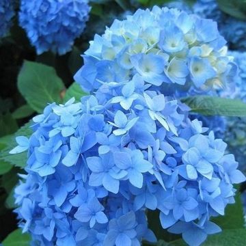 Hydrangea macrophylla 'Nikko Blue'