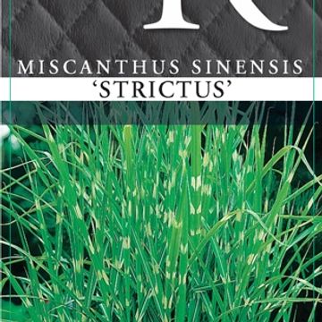 Miscanthus sinensis 'Strictus'