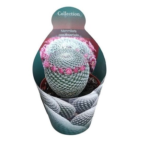 Mammillaria pseudoperbella