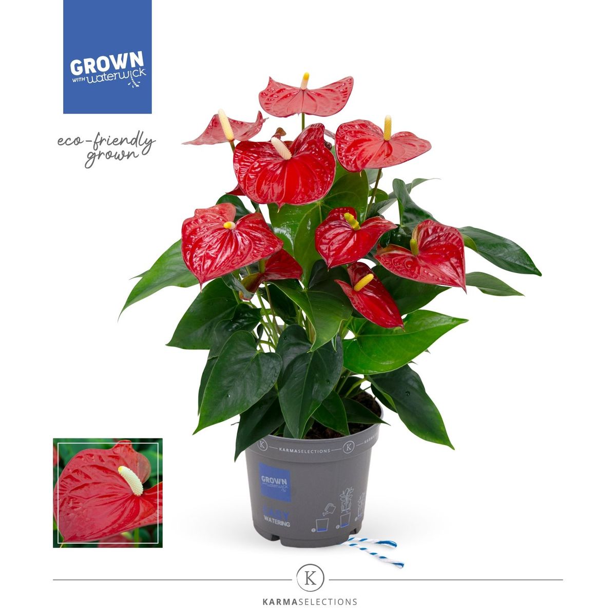 Anthurium KARMA RED Pflanzengroßhandel FlorAccess