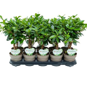 Ficus 'Maya'