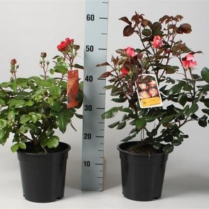Rosa MIX (FBB Plant)