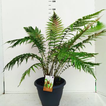 Dicksonia antarctica