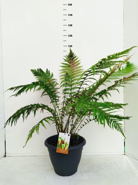 Dicksonia antarctica