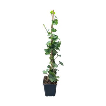 Hedera hibernica