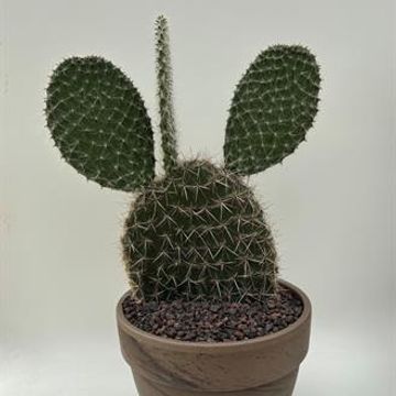 Opuntia pailana