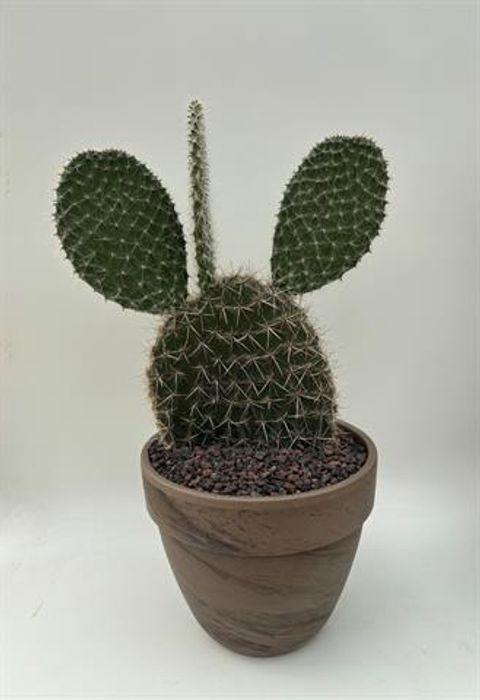 Opuntia pailana