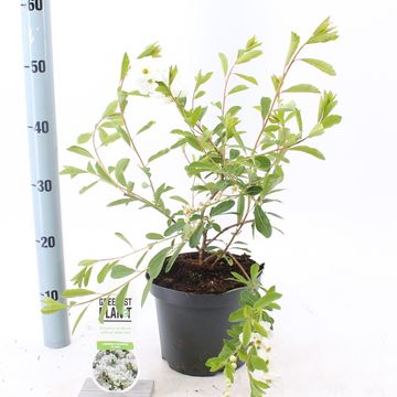Exochorda 'The Bride'