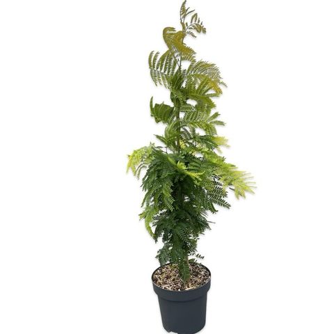 Gleditsia triacanthos 'Sunburst'