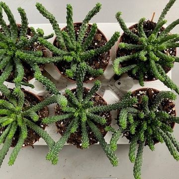 Euphorbia inermis