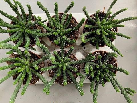 Euphorbia inermis