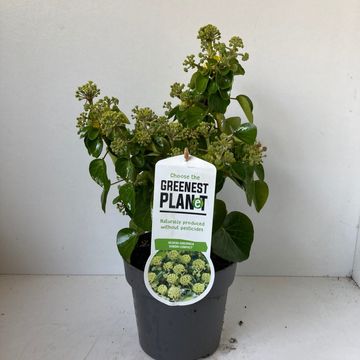 Hedera hibernica 'Arbori Compact'