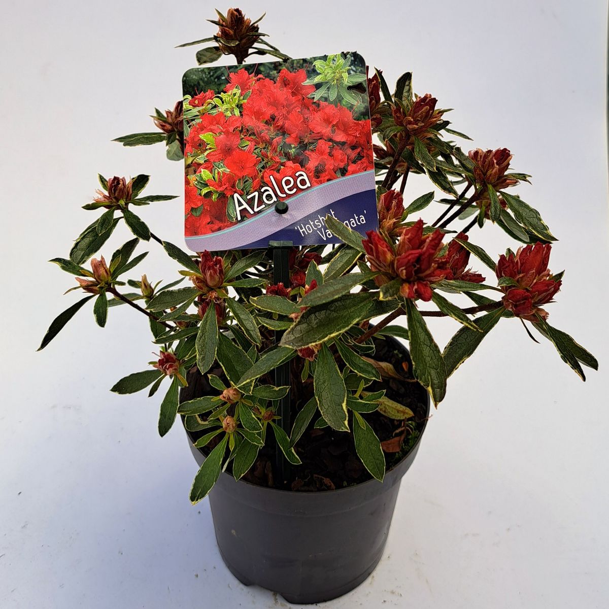 Rhododendron 'Hot Shot Variegata'  Plant Wholesale FlorAccess