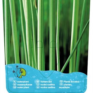 Scirpus lacustris 'Albescens'