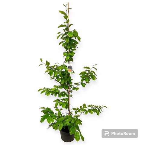 Parrotia persica