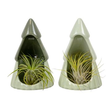 Tillandsia ionantha