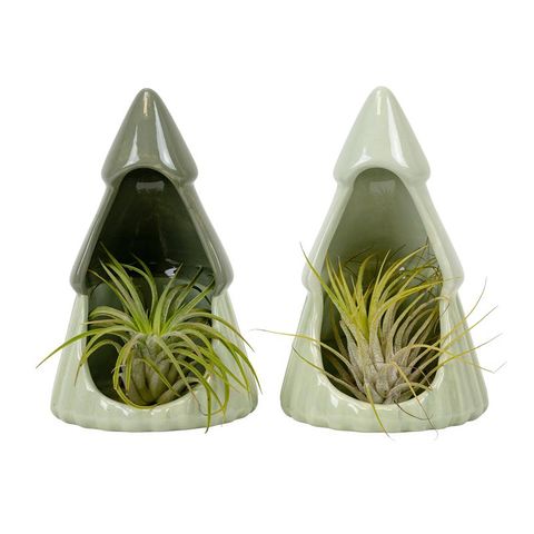 Tillandsia ionantha