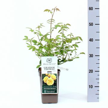 Роза GRAHAM THOMAS