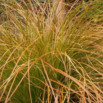 Carex testacea PRAIRIE FIRE COLORGRASS