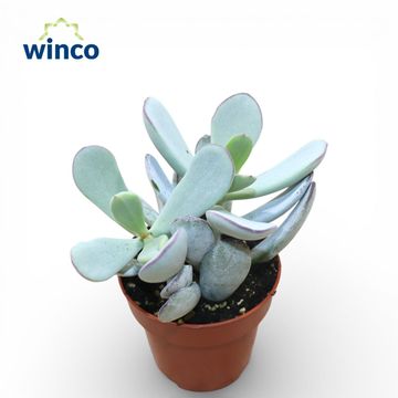 Cotyledon orbiculata 'Hybrid'