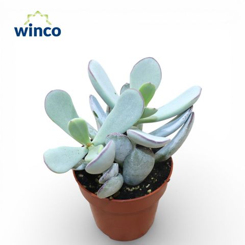 Cotyledon orbiculata 'Hybrid'