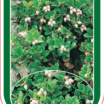 Arctostaphylos uva-ursi