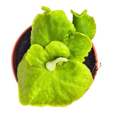 Platycerium ridleyi DWARF