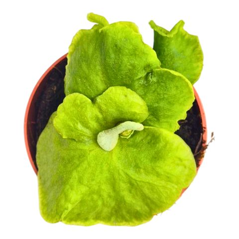 Platycerium ridleyi DWARF