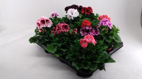 Pelargonium MIX