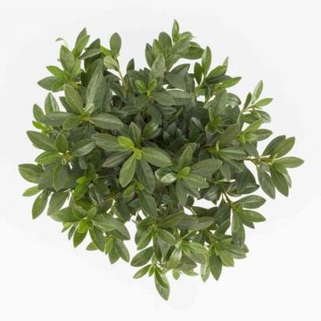 Rhododendron 'Königstein' (AJ)