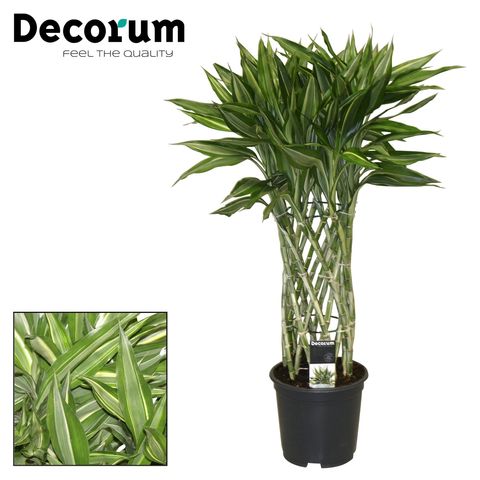 Dracaena sanderiana 'Victory'