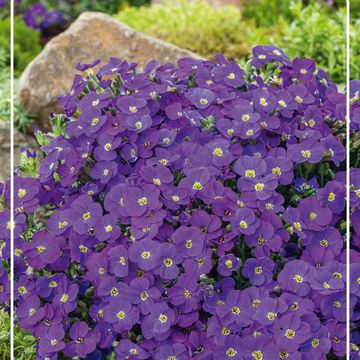 Aubrieta MIX