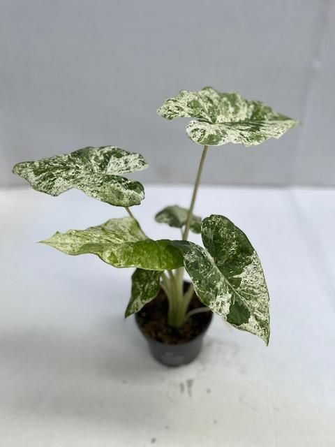 Alocasia macrorrhizos 'Camouflage'