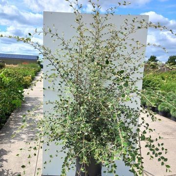 Cotoneaster franchetii